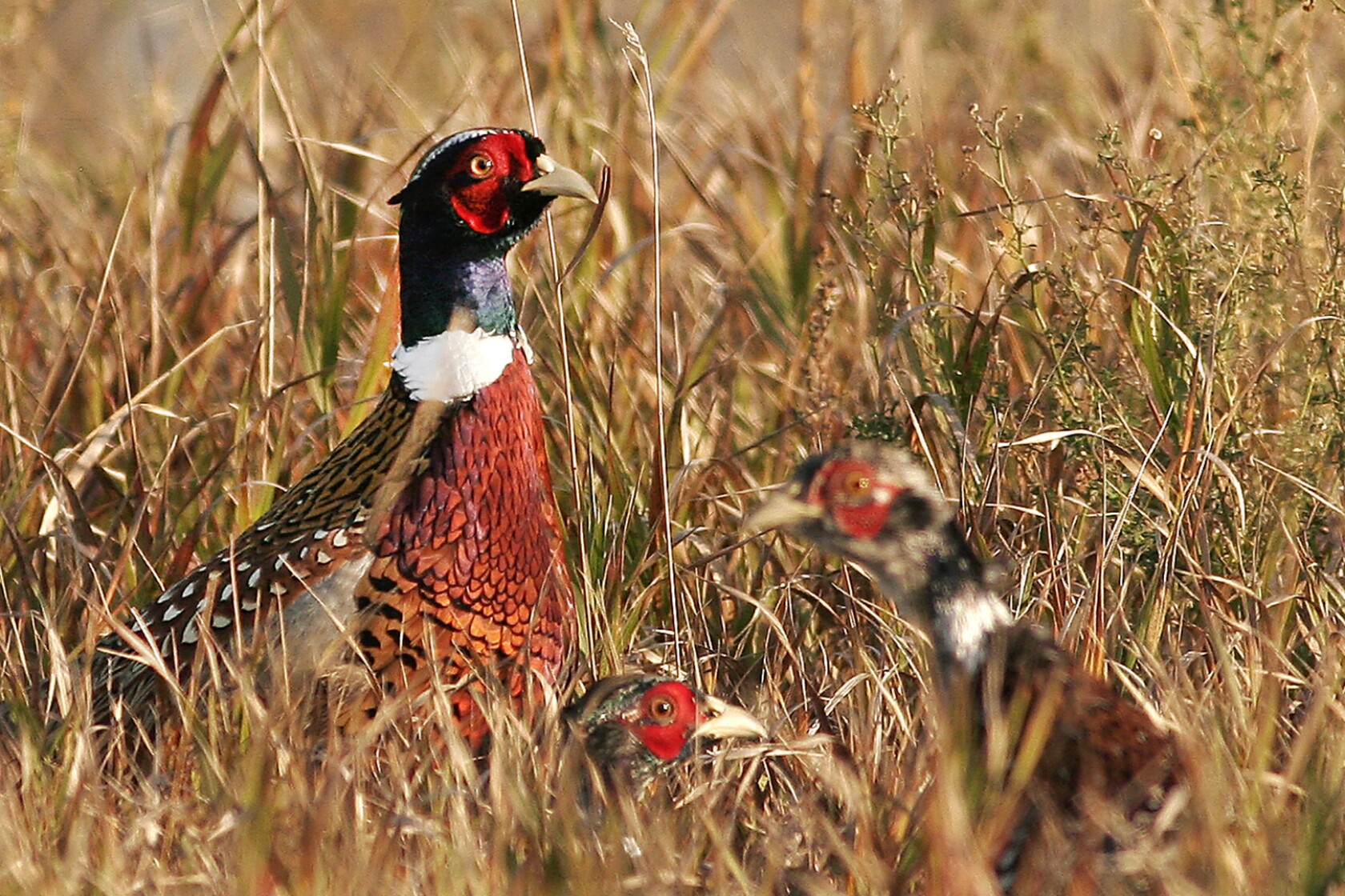 North Dakota Pheasant Season 2025